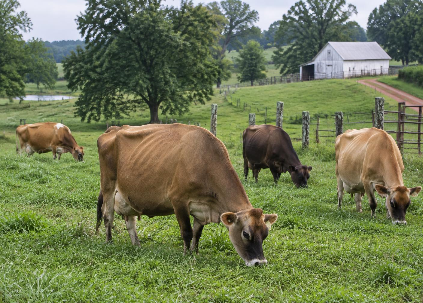 Jersey cows grazing a rolling Russell County pasture